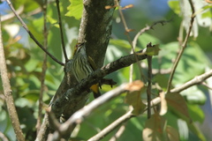 Dicaeum chrysorrheum