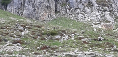 Marmota marmota