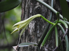 Vanilla phaeantha image
