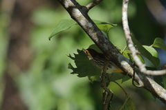 Dicaeum chrysorrheum