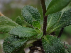 Arabis pumila