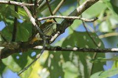 Dicaeum chrysorrheum