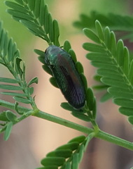 Ptychomus