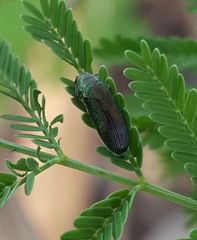 Ptychomus