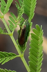 Ptychomus