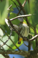 Dicaeum chrysorrheum