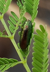 Ptychomus