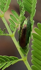 Ptychomus
