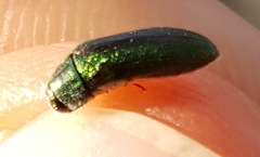 Ptychomus