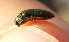 Ptychomus