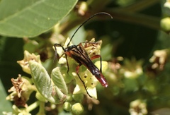 Neobellamira delicata