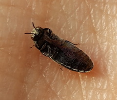 Ptychomus