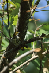 Dicaeum chrysorrheum