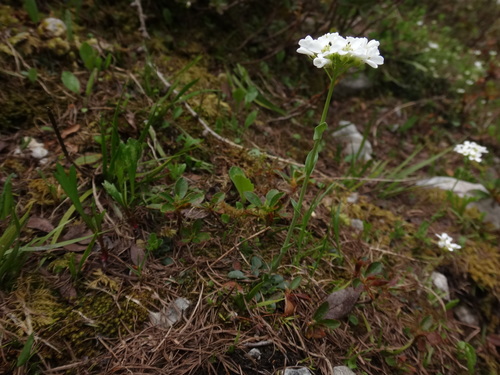 Alpine pennycress