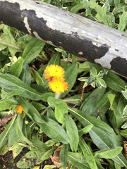 Pilosella aurantiaca