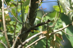 Dicaeum chrysorrheum