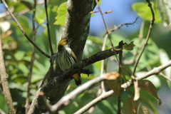 Dicaeum chrysorrheum