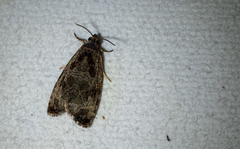 Olethreutes inornatana