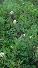 Rhododendron tomentosum
