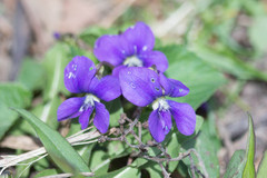 Viola