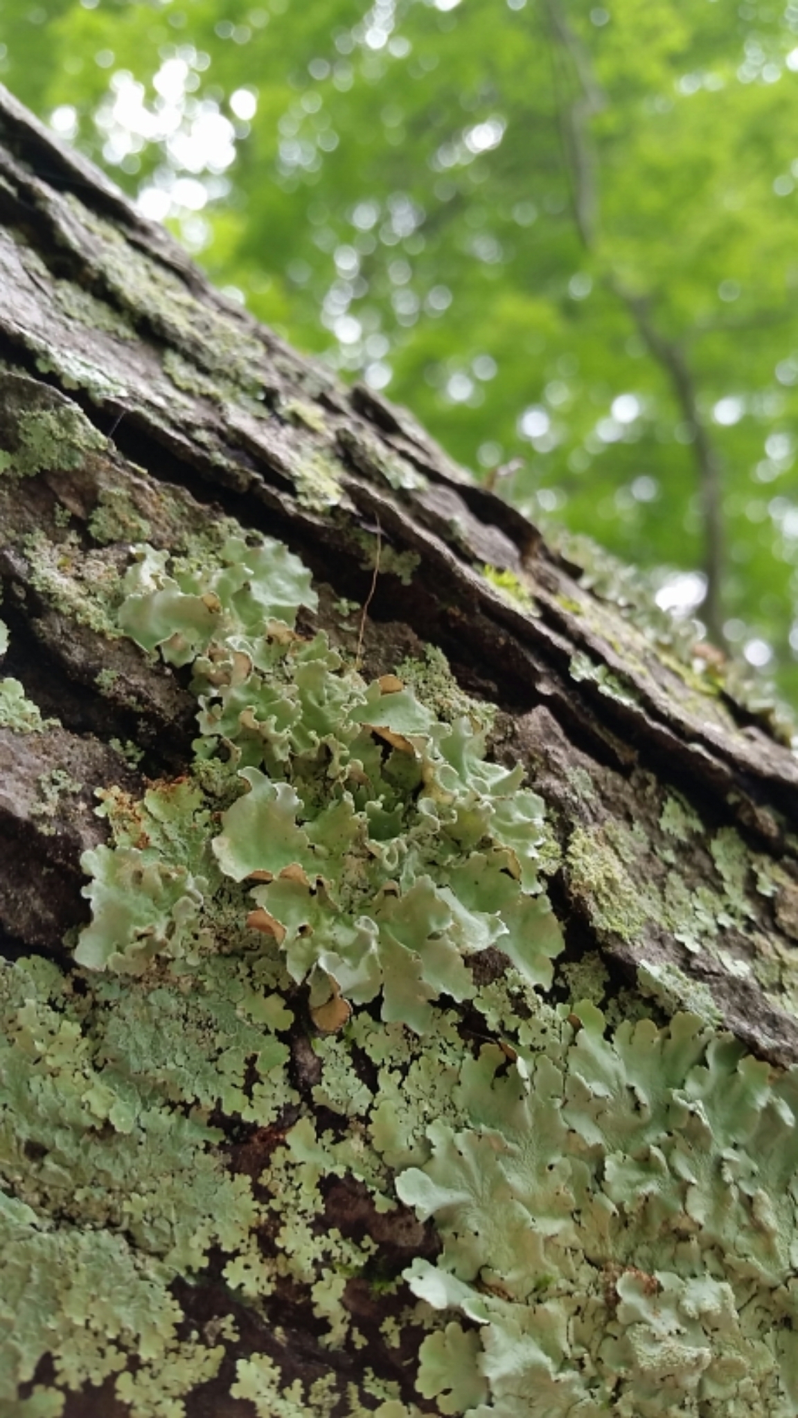 Parmotrema austrosinense image