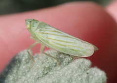 Pagaronia tredecimpunctata