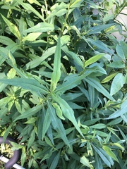 Calycomyza promissa