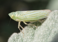 Pagaronia tredecimpunctata