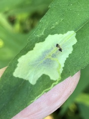 Calycomyza promissa