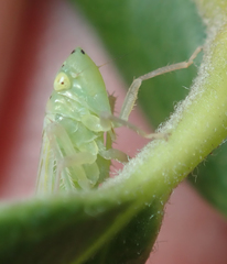 Pagaronia tredecimpunctata