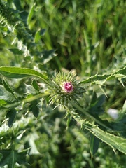 Carduus acanthoides