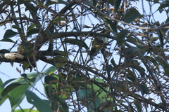 Dicaeum chrysorrheum