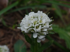 Arabis ciliata