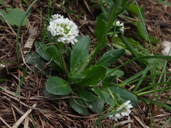 Arabis ciliata