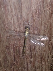 Cordulegaster erronea