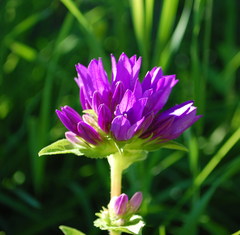 Campanula glomerata