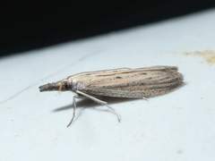 Bandera binotella