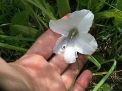 Calystegia spithamaea