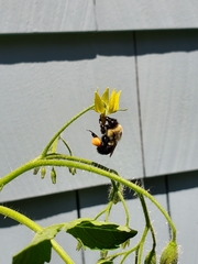 Bombus impatiens