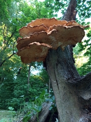 Laetiporus sulphureus