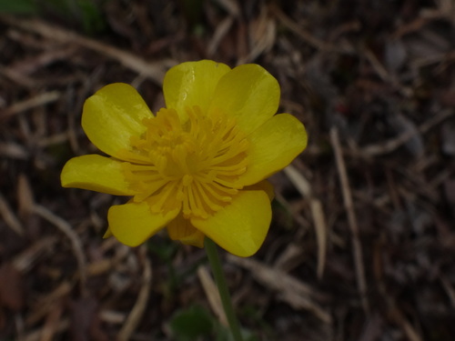 Image of Ranunculus hybridus by (c) Christian Berg, some rights reserved (CC BY)