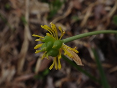 Ranunculus hybridus