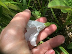 Calystegia spithamaea