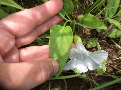 Calystegia spithamaea