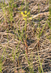 Erysimum cheiranthoides