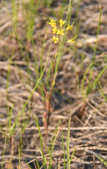 Erysimum cheiranthoides