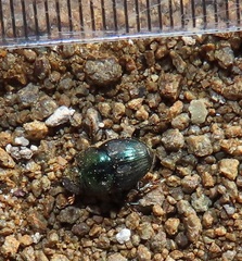 Proagoderus aureiceps