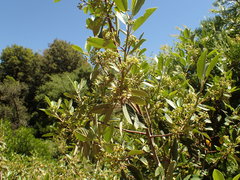 Rhamneae