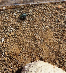 Proagoderus aureiceps