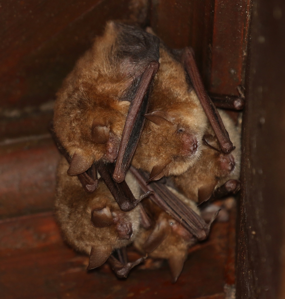 Geoffroy's Bat (Myotis emarginatus) - Know Your Mammals
